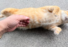 お腹をナデナデされる猫