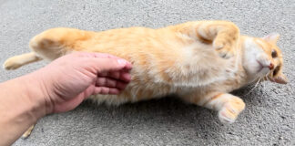 お腹をナデナデされる猫