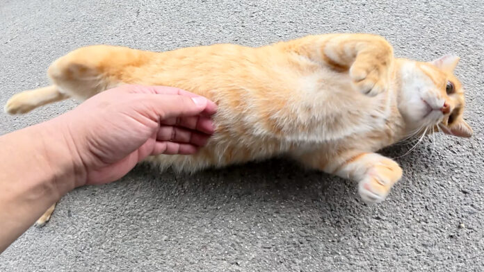 morikyodai_neko_title お腹をナデナデされる猫