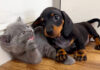 子猫と友達になりたい子犬