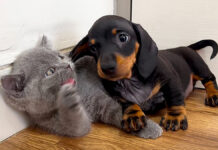 子猫と友達になりたい子犬