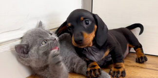 子猫と友達になりたい子犬