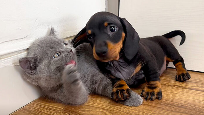 mouretsuaisare_neko_title 子猫と友達になりたい子犬