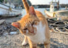 ナデナデが大好きな猫