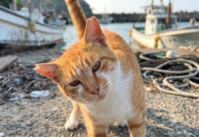 ナデナデが大好きな猫