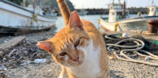 ナデナデが大好きな猫