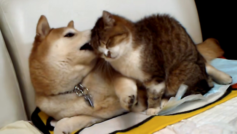 犬になめられた猫