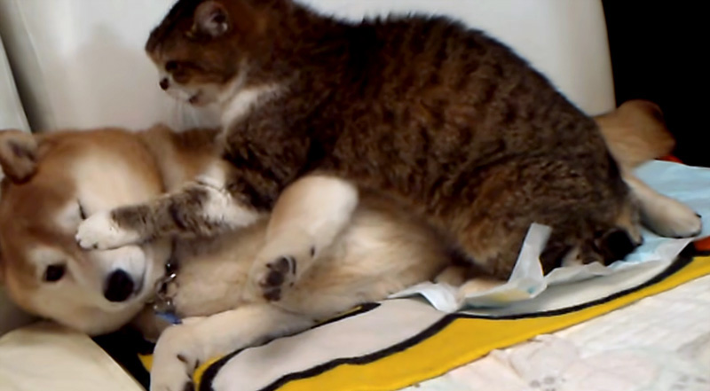 犬に猫パンチ