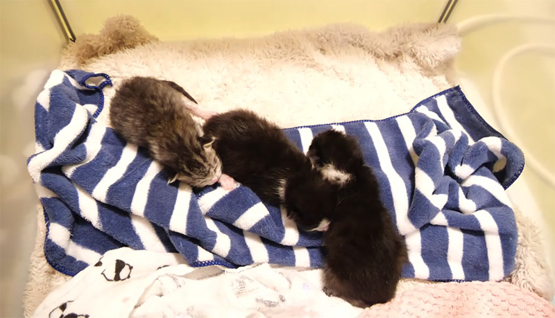 仲良く並んで眠る子猫達