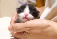 手の中に収まる子猫