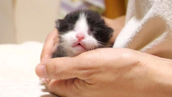 手の中に収まる子猫