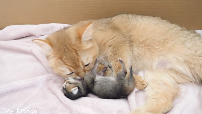 子育てする母猫