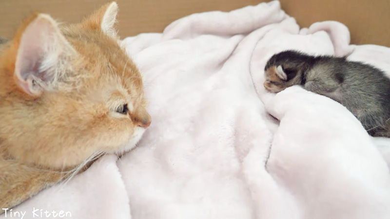 子猫の寝顔を見つめながら眠る母猫