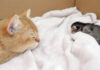 子猫の寝顔を見つめながら眠る母猫