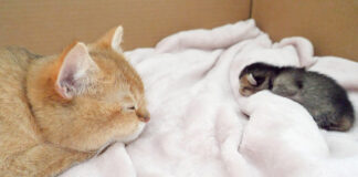 子猫の寝顔を見つめながら眠る母猫