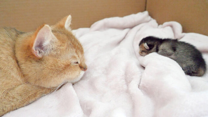 子猫の寝顔を見つめながら眠る母猫