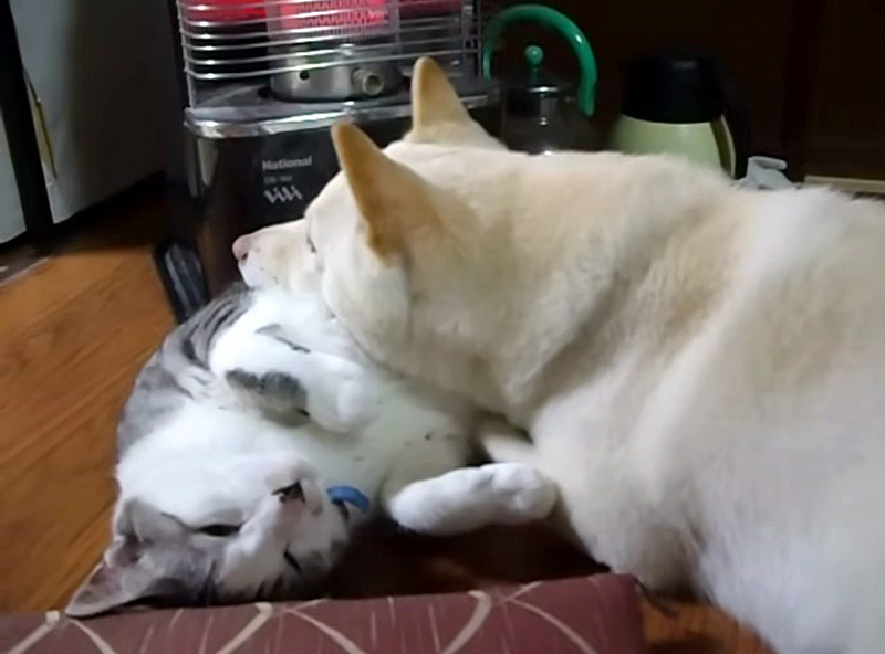 猫枕を楽しむ犬
