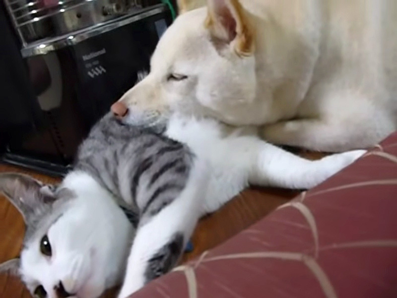 猫枕を楽しむ犬