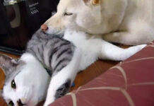 猫枕を楽しむ犬