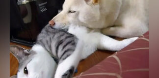 猫枕を楽しむ犬