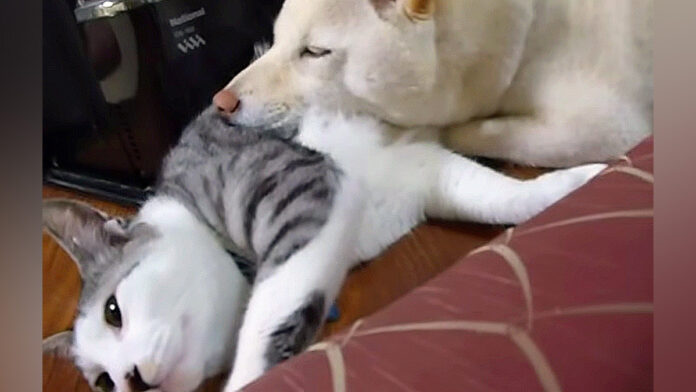 猫枕を楽しむ犬