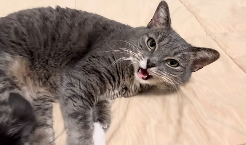 話しかけてくる猫