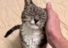 ナデナデを堪能する猫
