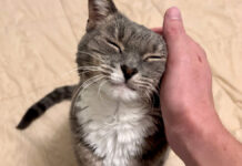 ナデナデを堪能する猫