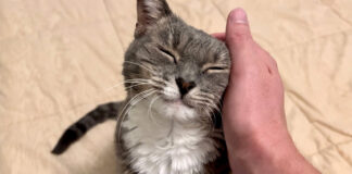 ナデナデを堪能する猫
