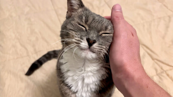 ナデナデを堪能する猫
