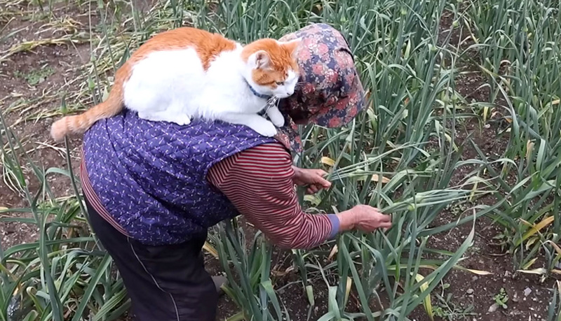 にんにくの芽を収穫する猫