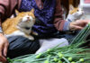 にんにくの芽が気になる猫