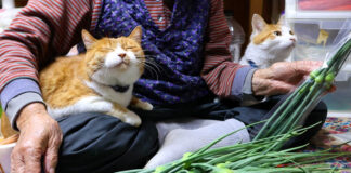 にんにくの芽が気になる猫