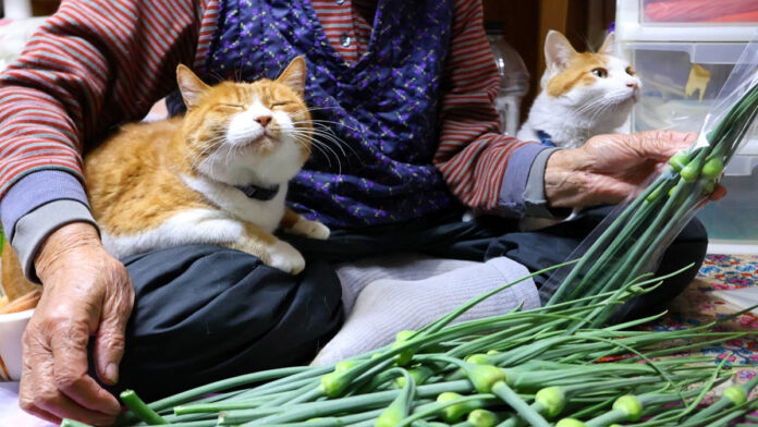 にんにくの芽が気になる猫