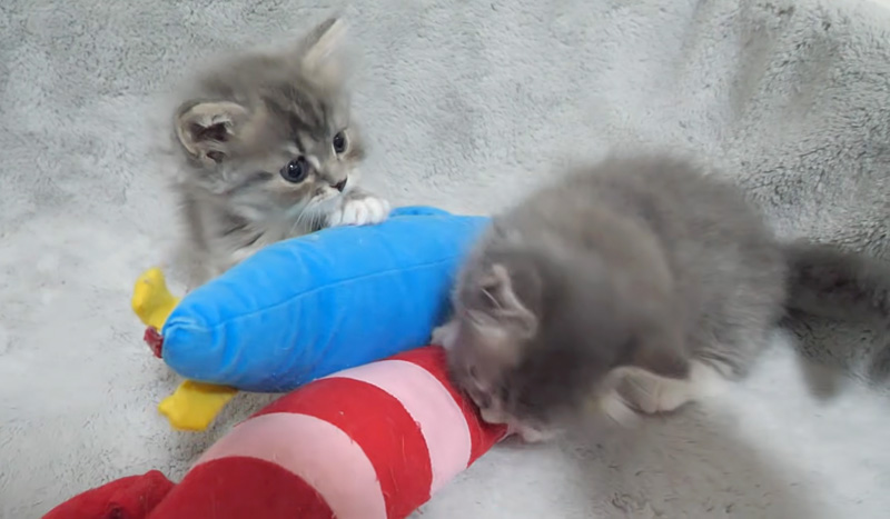 お気に入りのぬいぐるみから離れられない子猫達