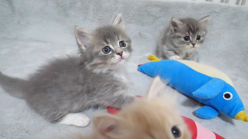 お気に入りのぬいぐるみから離れられない子猫達