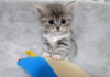 お気に入りのぬいぐるみから離れられない子猫達