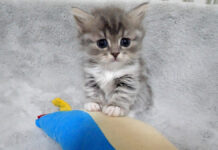 お気に入りのぬいぐるみから離れられない子猫達