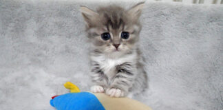 お気に入りのぬいぐるみから離れられない子猫達