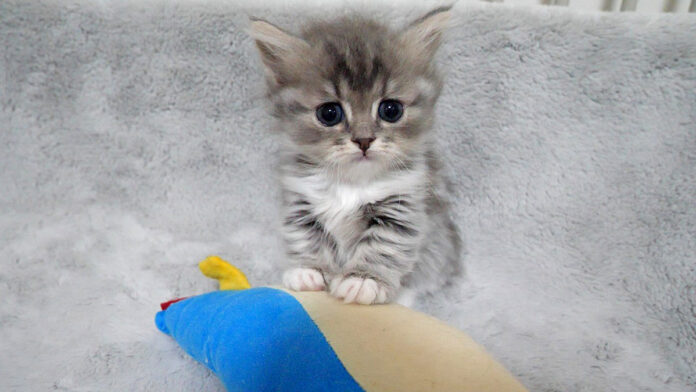 お気に入りのぬいぐるみから離れられない子猫達
