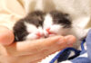 大きな声で鳴きながら甘える子猫達