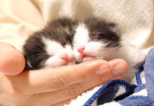 大きな声で鳴きながら甘える子猫達