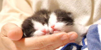 大きな声で鳴きながら甘える子猫達
