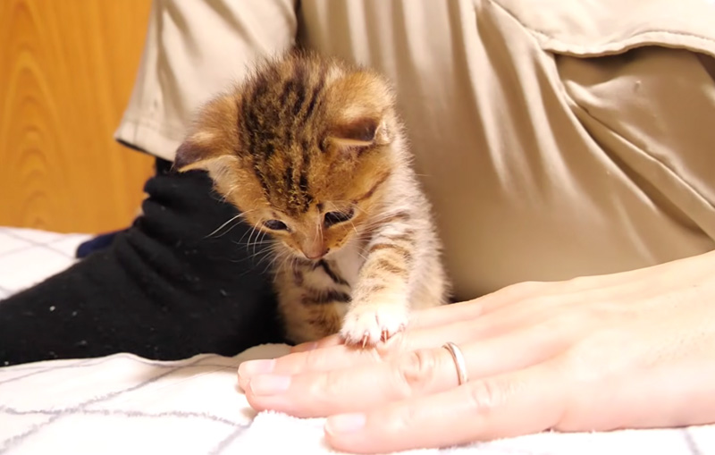 養育主さんと遊ぶ子猫