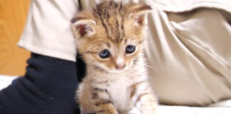 遊び盛りの子猫