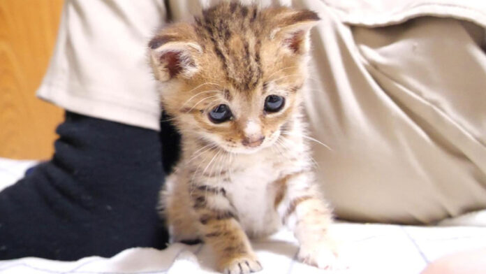 遊び盛りの子猫