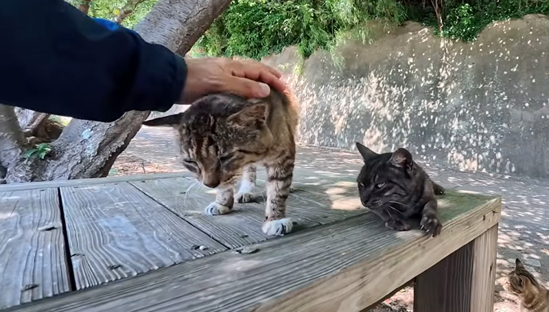 ナデナデされる猫