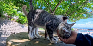 猫島の屋外猫カフェの猫