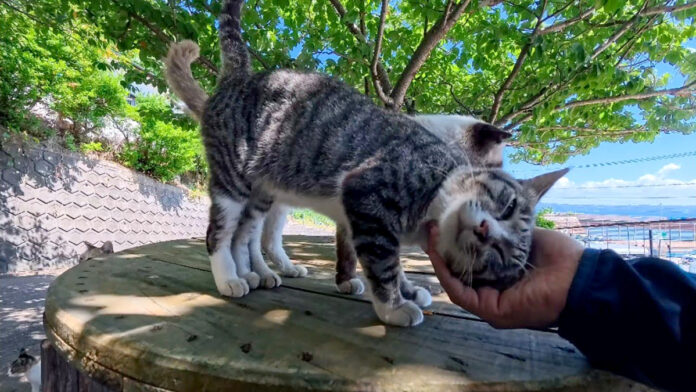 猫島の屋外猫カフェの猫