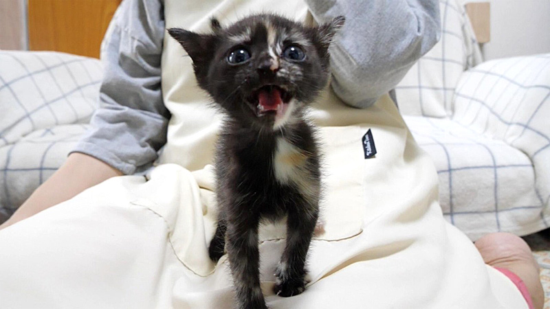 大声で訴えかける子猫